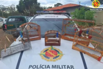foto Notícia Samambaia