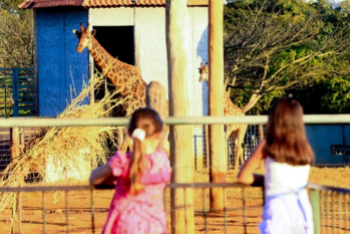 foto Notícia Samambaia