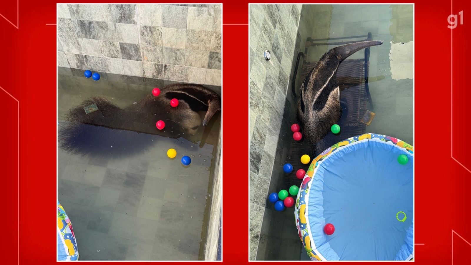 foto Not&iacute;cia Samambaia